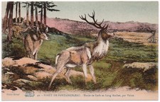 Forêt de Fontainebleau (77) - Harde de cerfs au Long Rocher par Virion
