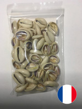 Cauris avec dos ouverte - cauris,