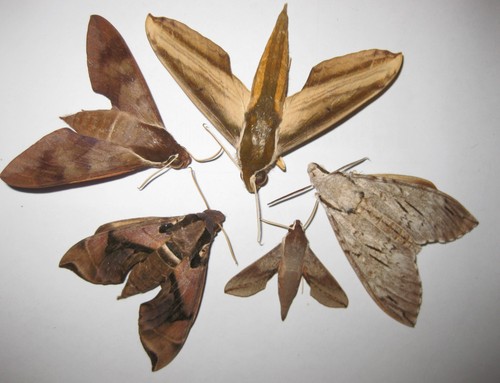Sphingidae mix new - sphingidae, a1/a1-