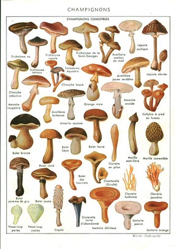 Document ancien champignons