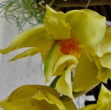 Stanhopea Espèces´ Java Ensoleillement´ New Arôme Orchidée Orchidées