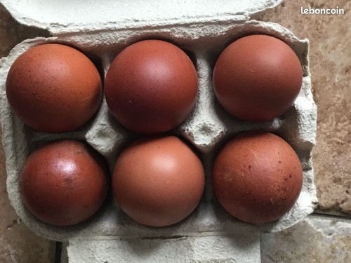 Oeufs fecondés poule - de, "