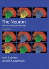 Le Neurone : Cellule Et