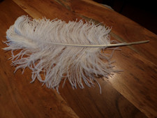Grande plume d'autruche