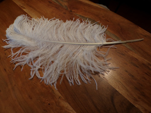 Grande plume autruche - grande, d'autruche