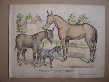 Grande image d'épinal entoilée ANESSE ANON MULET Ane Imagerie d'Epinal Pellerin
