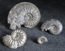 Ammonites Pyritisées / lot de 4 spécimens / France