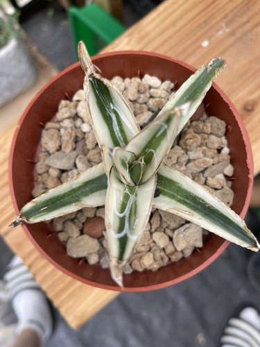 Agave victoria reginae white
