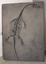 Reptile KEICHOUSAURUS HUI du Trias de Chine, 13x9,5x0,5cm