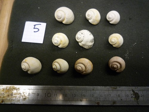 064 bis ampullospira - 01,