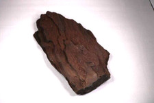 Bois fossilisé brillant