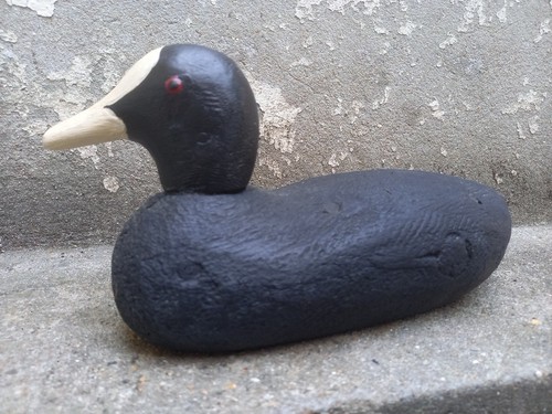 Foulque macroule canard - macroule,