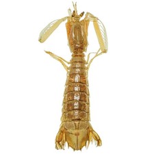 Crevette-mante naturalisée -