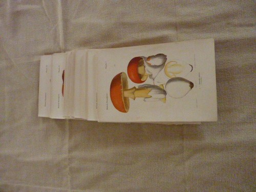 Rolland les champignons - rolland,