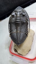 Zlichovaspis Trilobite
