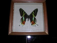 PAPILLON ENCADRE URANIA RIPHEUS