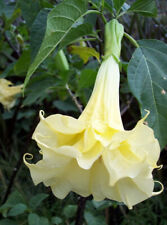 BRUGMANSIA SUAVEOLENS CREAM