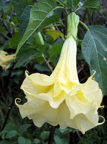 Brugmansia suaveolens cream - brugmansia,