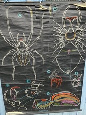 Affiche Ancienne Scolaire Vintage & Ecole Dr Auzoux School Poster N 19