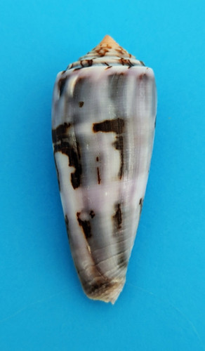 Conus gubernator pionoconus - conus, (