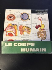 Planche Anatomique Pédagogique École LE CORPS HUMAIN Écorché 