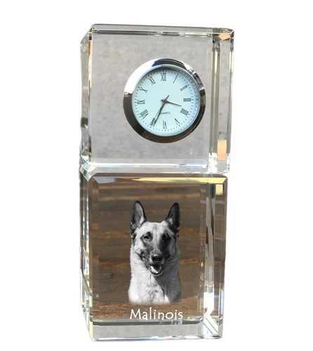 Malinois belge chien berger - belge,