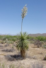 5 graines de YUCCA ELATA