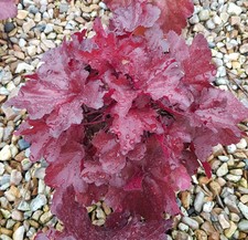 Heuchera x hybrida 'Forever Red' / Heuchère hybride rouge / Conteneur de 3 à ...