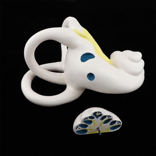 Oreille humaine élargie - oreille,