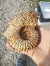 Ammonite Douvilleiceras