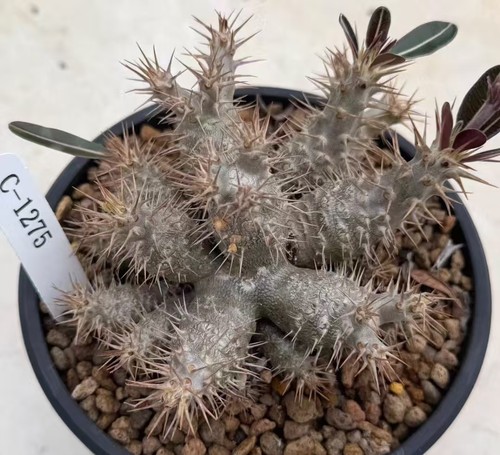 Sale rare cacti - rare,