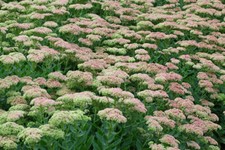Sédum remarquable,Hylotelephium spectabile,Graines de Sédum,fleurs bio
