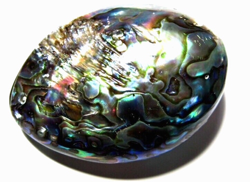 Abalone sea shell nacre - shell,