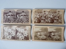 Photographie Photo Stereo Fleurs Flowers USA x4 (13374)