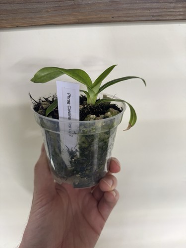Phragmipedium caroline first - caroline,