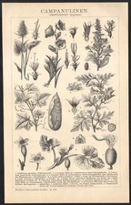 1897 Gravure originale Campanules Plantes fleurs Botanique