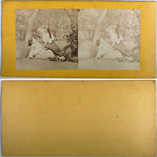 Jeunes femmes mi-nues en conflit, Vintage albumen print, ca.1860, stéréo Tirage 