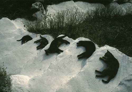Carte postale les chats - , de