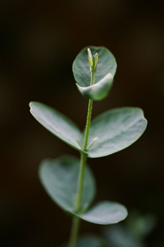 Huile essentielle eucalyptus - huile,