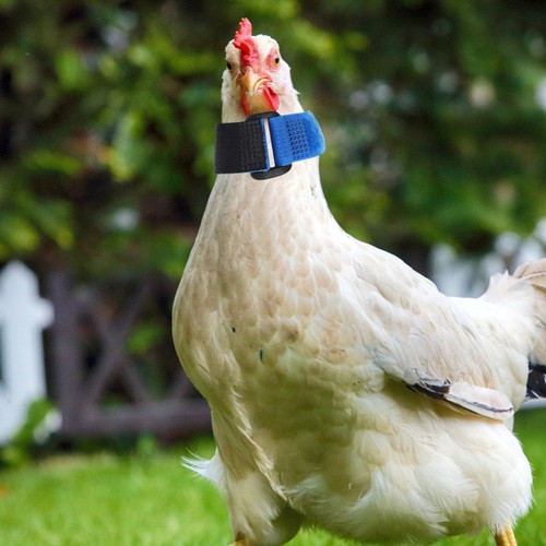 Pcs colliers poulet - pcs, de