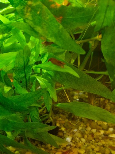 Crevettes neocaridina sakura - neocaridina,