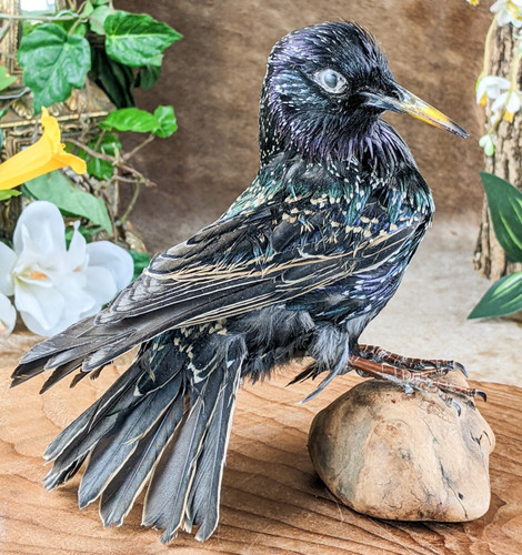 Starling sturnus vulgaris - starling,
