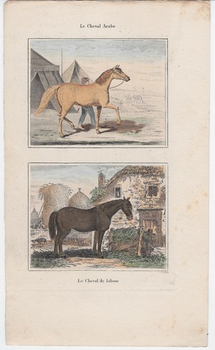 Buffon gravure ancienne - gravure,