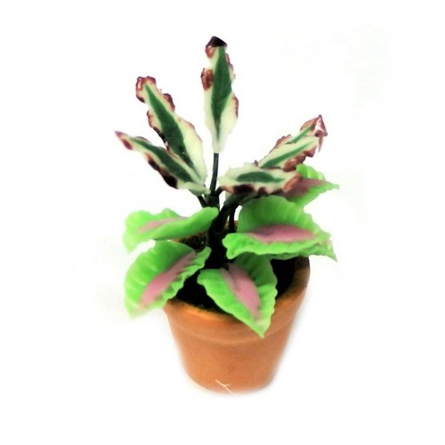 Plante miniature maison - miniature,