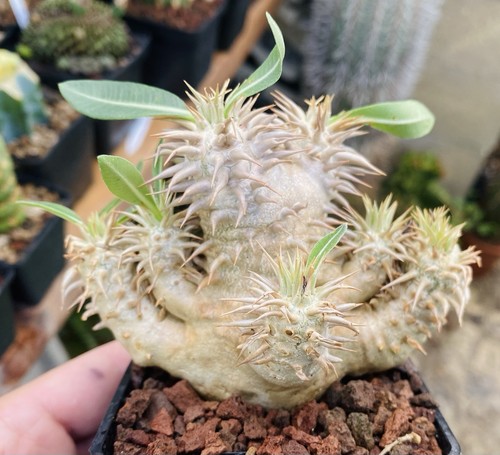 Pachypodium densiflorum - pachypodium,