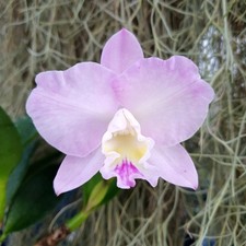 Cattleya doris and bryan xmas - cattleya,