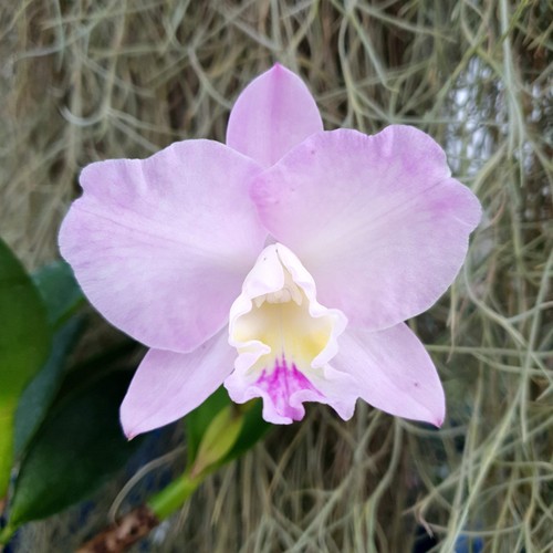 Cattleya doris and - bryan, xmas