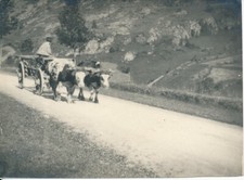 PLOMBIERES et Environs 1900 Vosges - Charette Attelage Boeufs - B 147