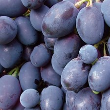 Plant de raisin Kodrianka 2L - Arbuste ornemental et fruitier à couronne étalée