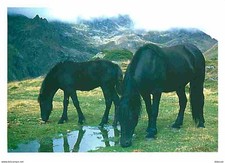 Animaux - Chevaux - Cheval de